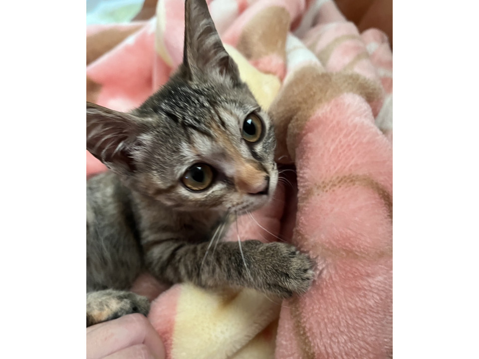 元気で可愛いムギチャちゃんです