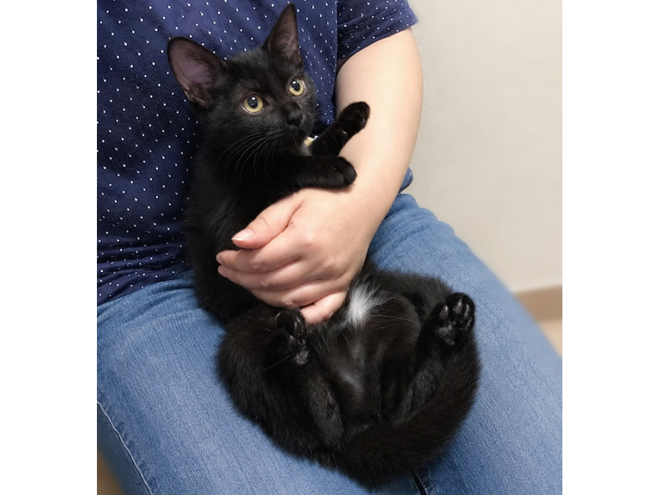スラリとした黒猫の子猫『月ちゃん』３カ月