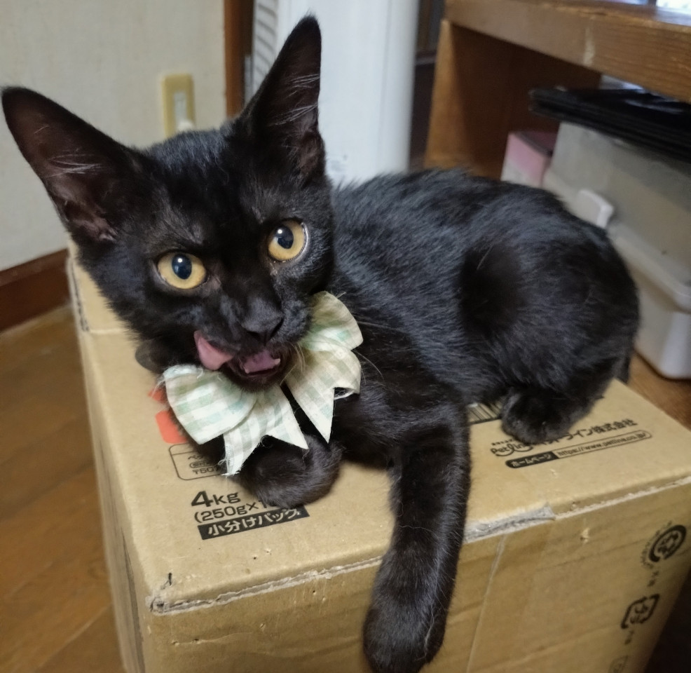 甘えっ子　ゆめ