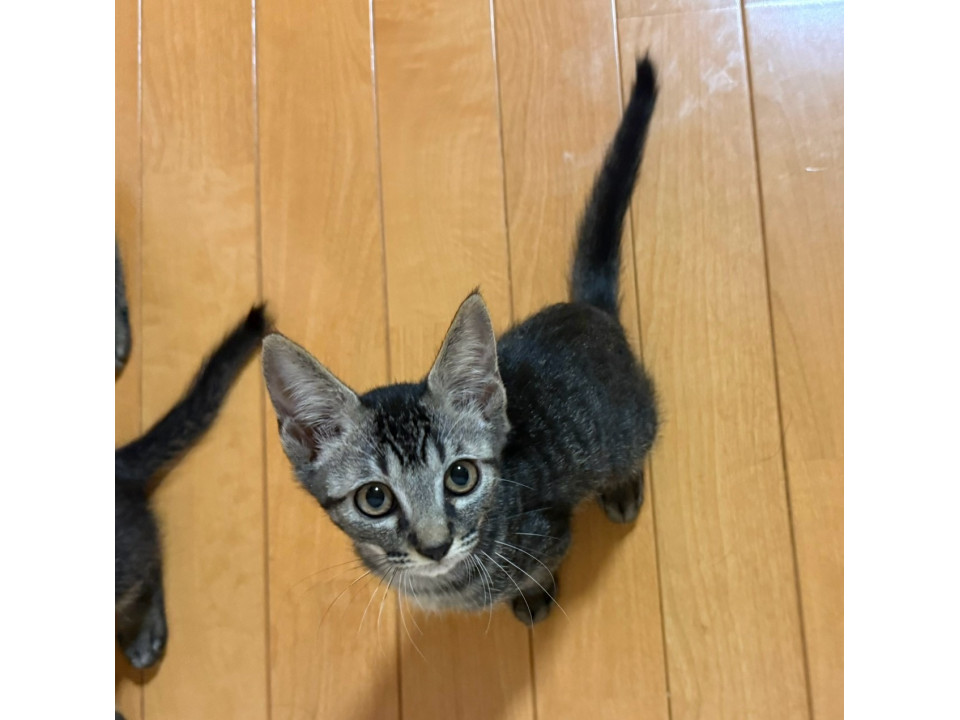 ちょっとビビりな美人猫ちゃん！