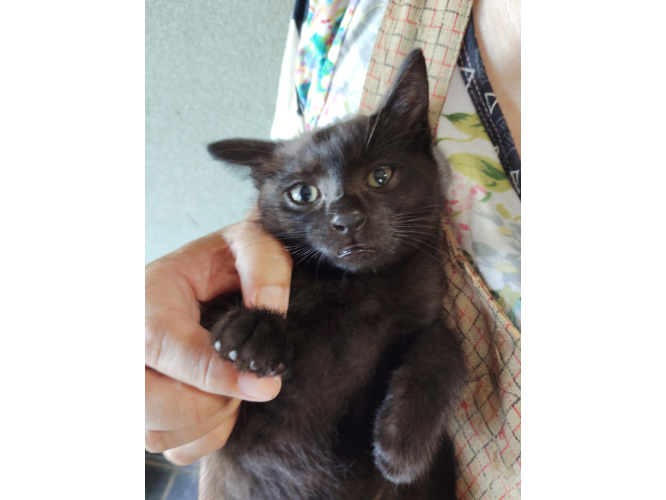 抱っこできます。1カ月黒猫女の子