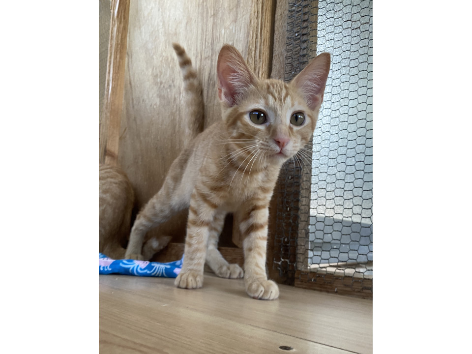 人も猫も大好き♡甘えん坊たけまるくん