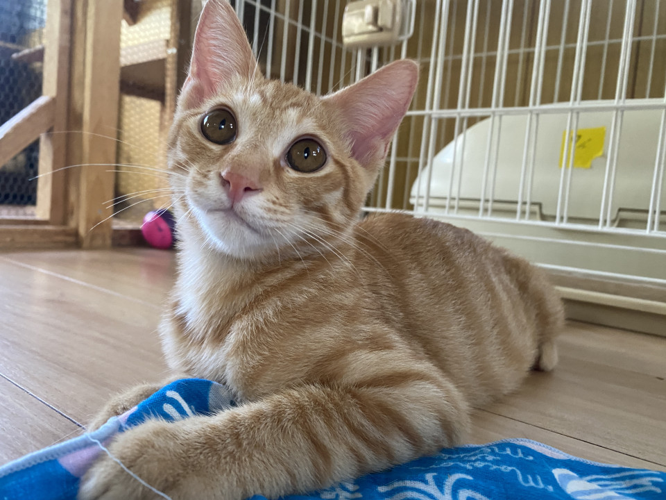 人も猫も大好き♡茶トラのはるとくん
