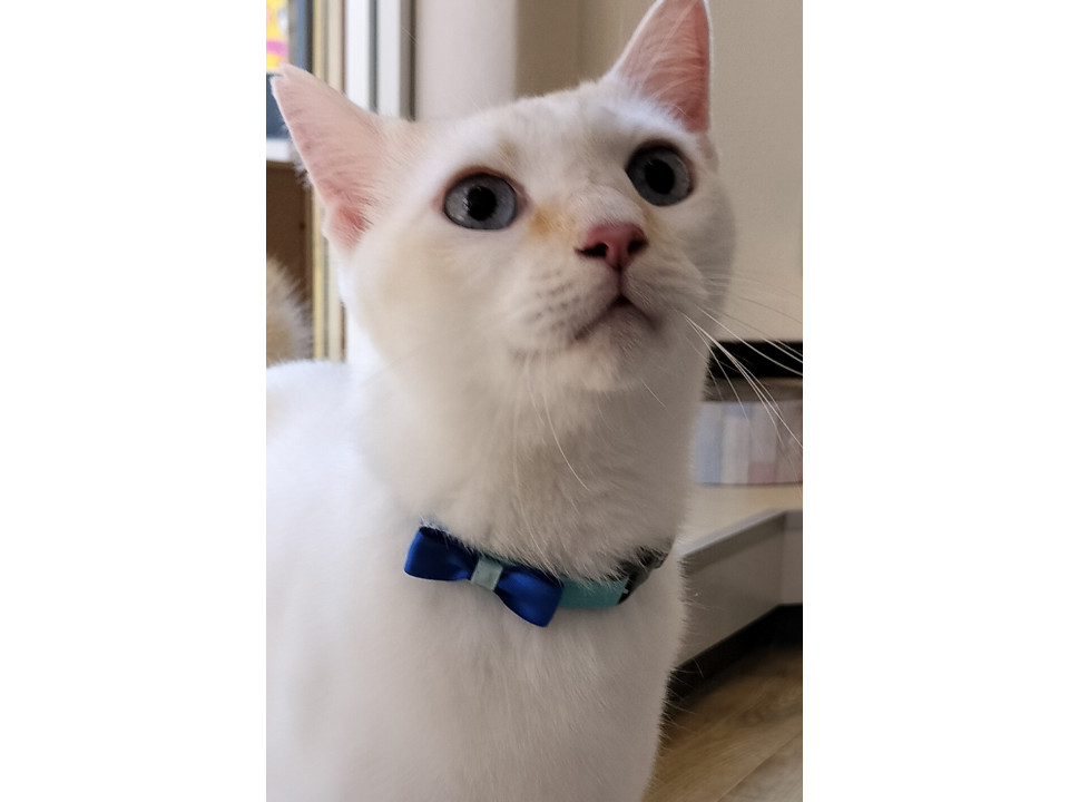 シャム系のブルーアイ人馴れ抜群の甘えた♡