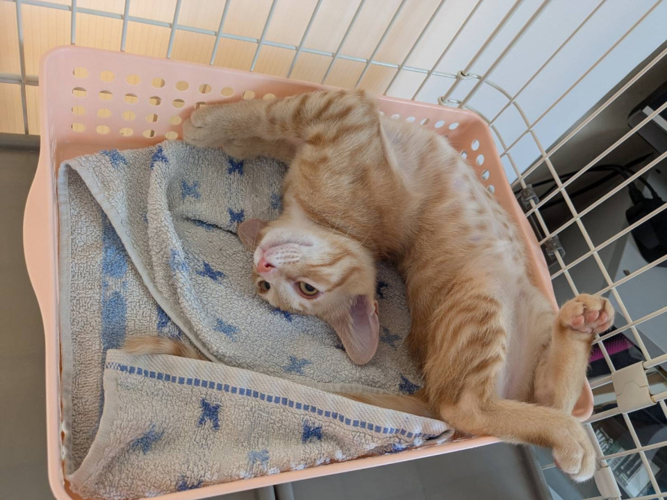 甘えん坊の茶トラ子猫♪