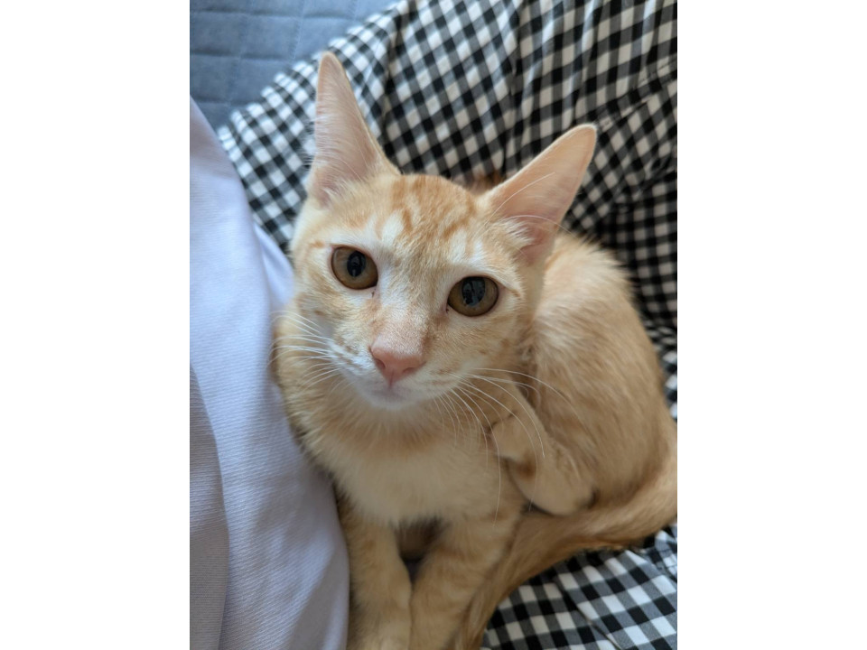 ちょっぴりシャイな茶トラ子猫♪