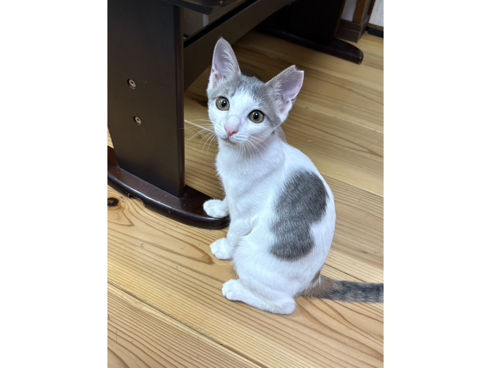 パステル三毛ちゃん