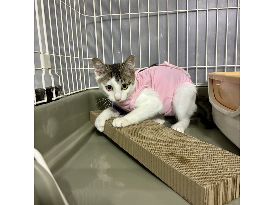 怪我から回復！元気いっぱい♫甘えん坊子猫