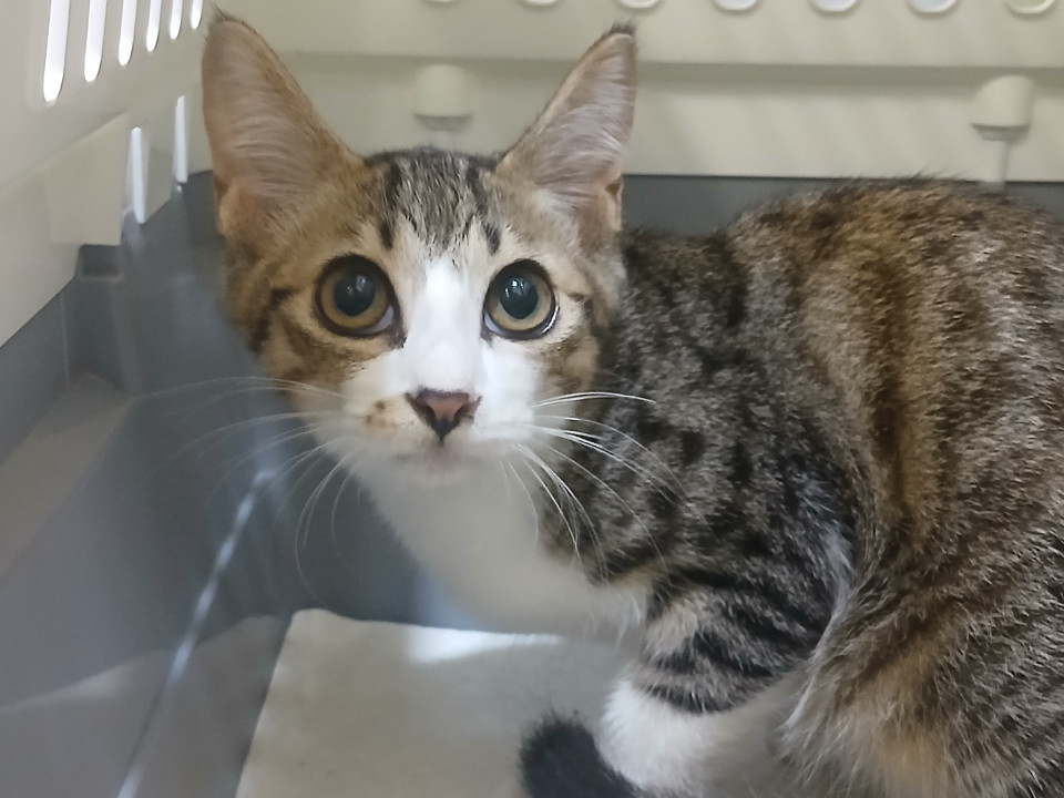 ビビりな子猫でも撫でれるそしてゴロゴロ