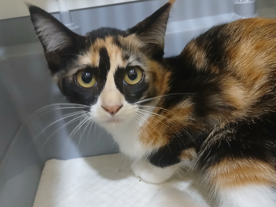 ツンデレ子猫で毎日元気