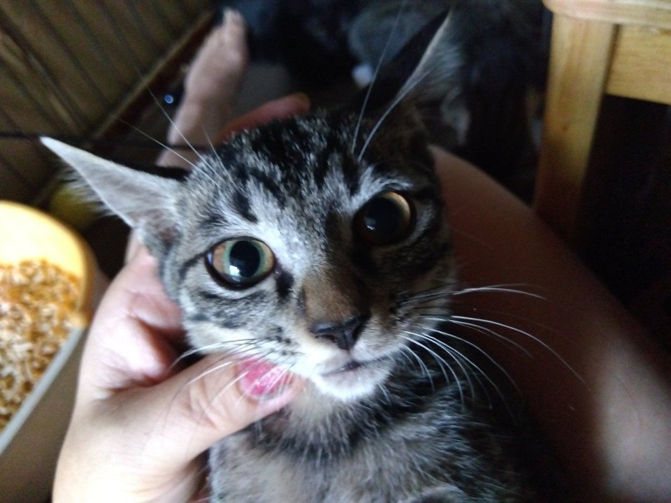 キジトラちゃん