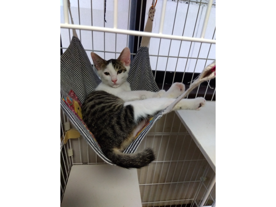キジ白君