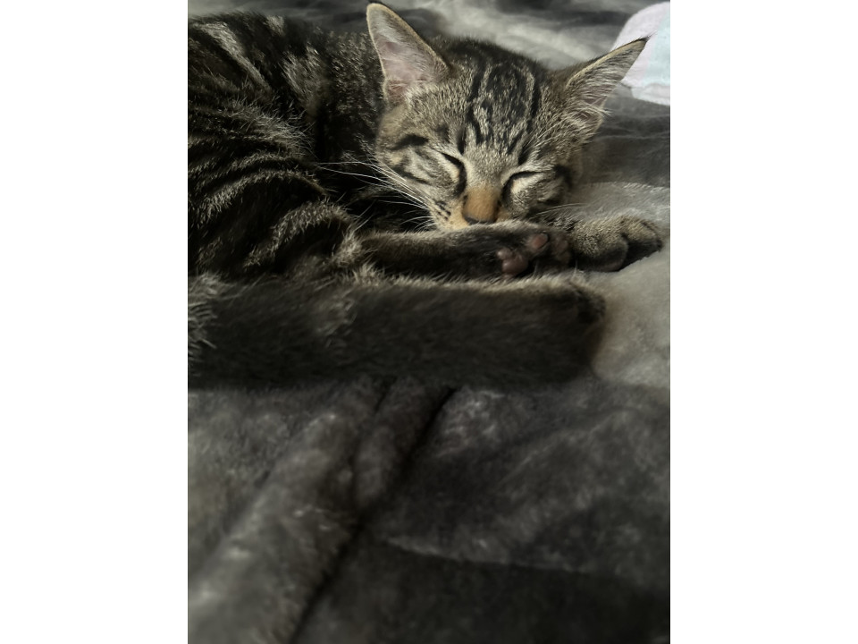 人懐こい仔猫キジトラ男の子
