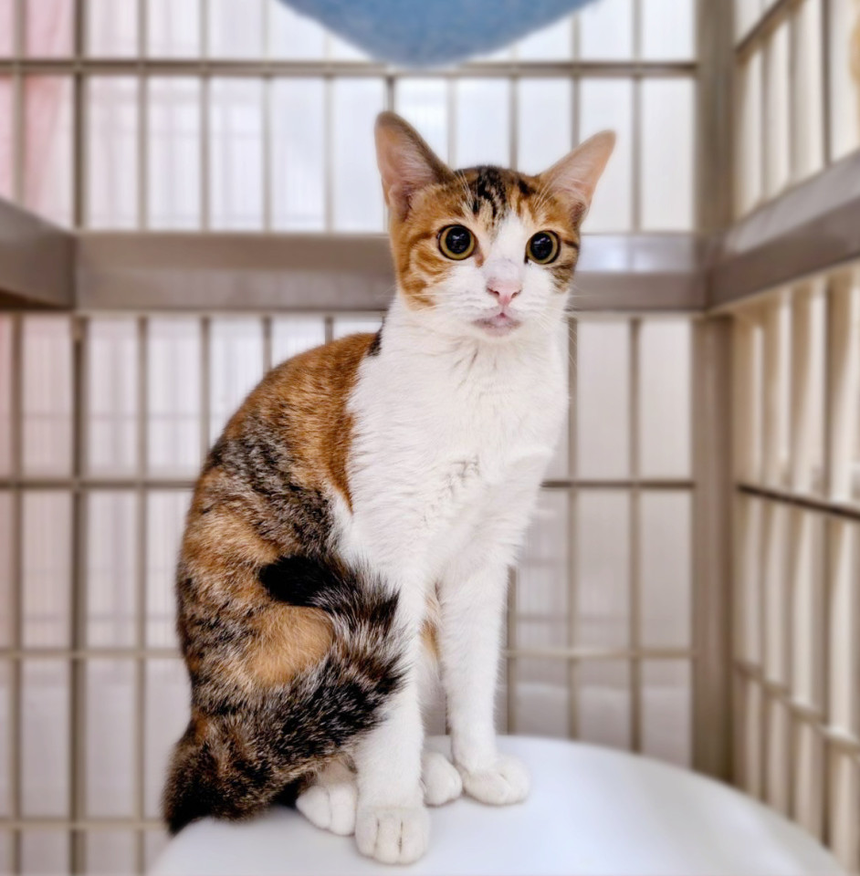ツンデレ美猫❤️三毛猫みほちゃん