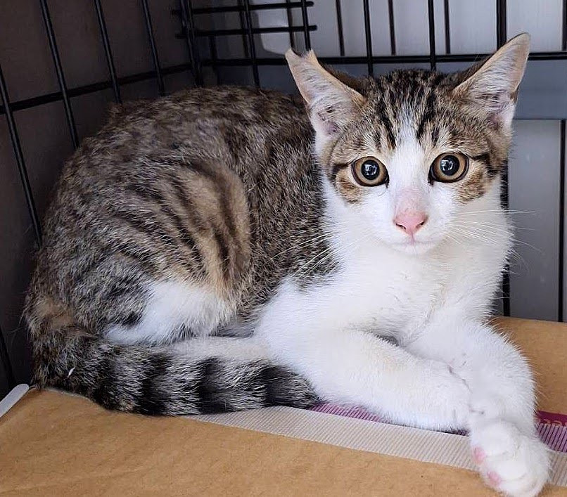 人馴れ進行中❤️キジシロ子猫パフェくん