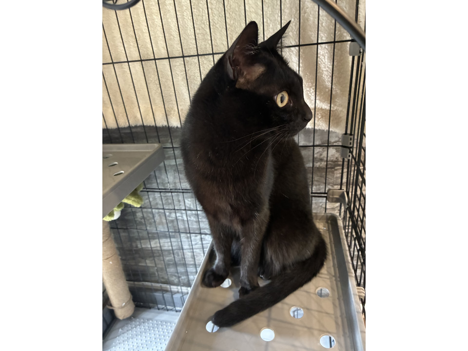 魔女の宅急便にでてきそうな黒猫くん