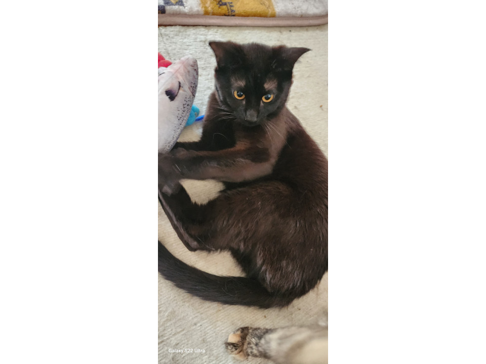ビビリな黒猫くん