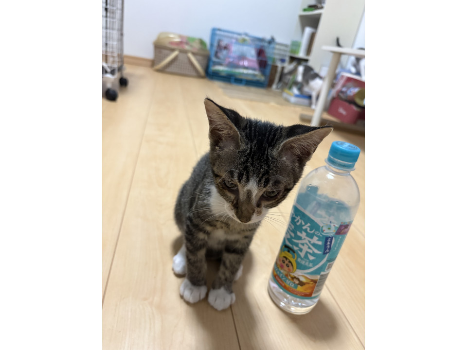 かわいい男の子