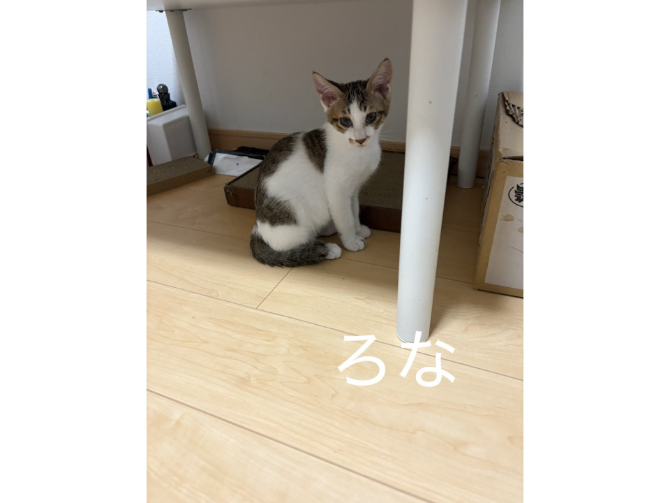 かわいい男の子