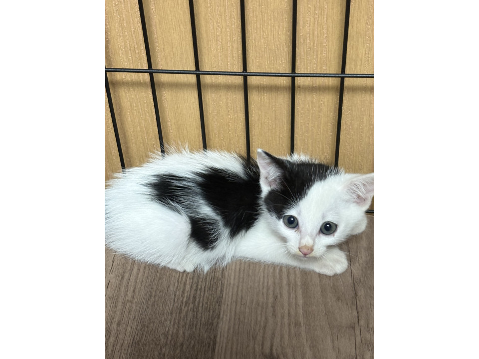 かわいい男の子