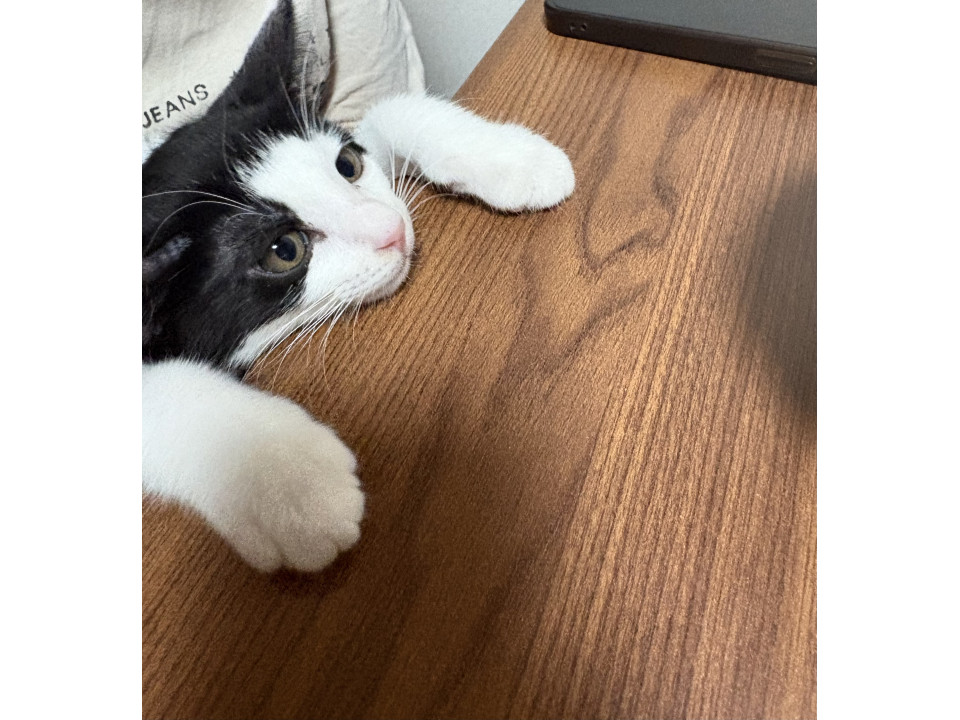 かわいい男の子