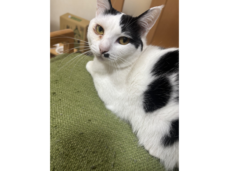 人が大好き白黒モンちゃん
