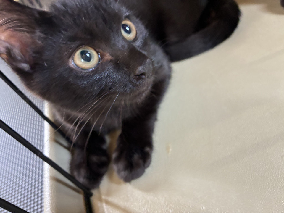 生後3ヶ月・黒猫の男の子