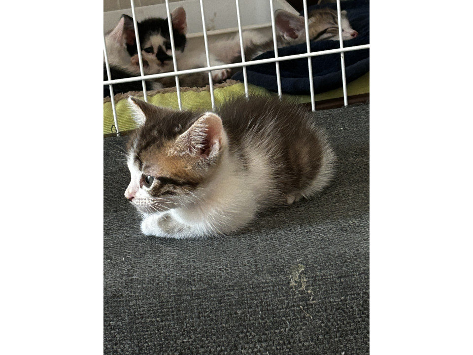 愛護センターからのかわいこちゃん