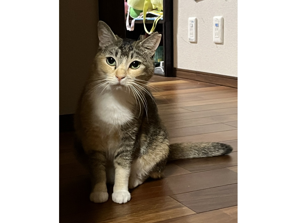 美猫の三毛にゃんこ