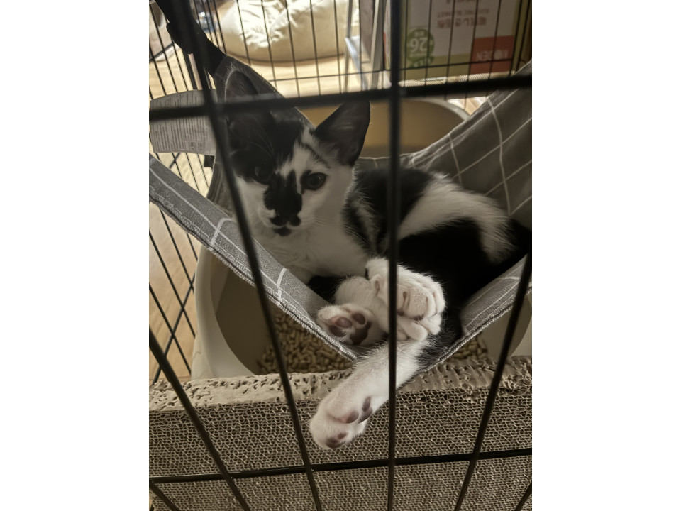 柄がかわった子猫ちゃん