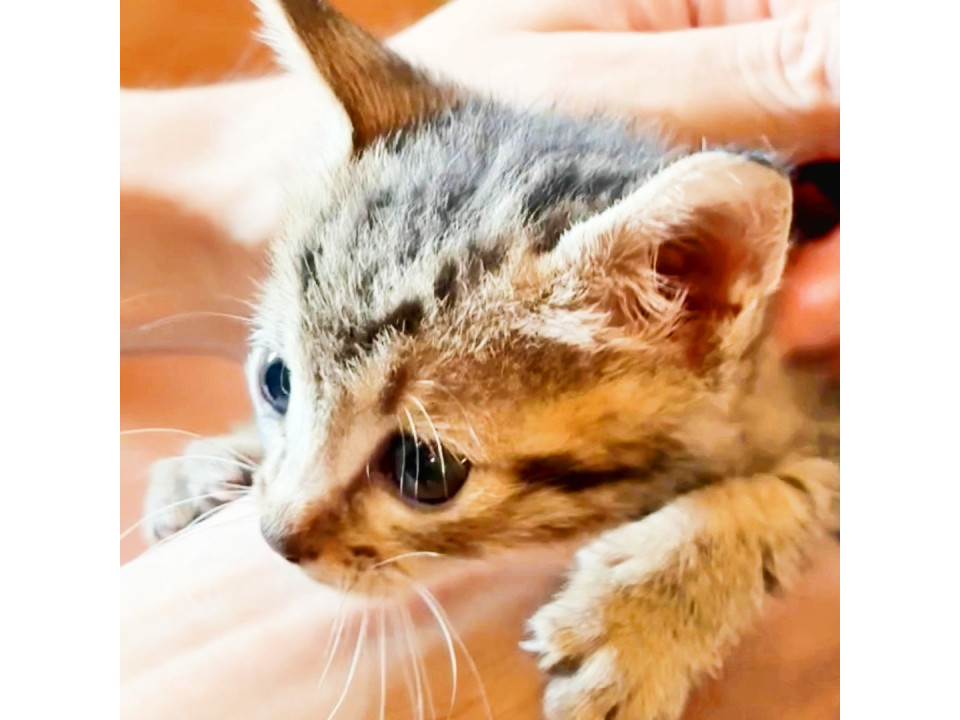 おてんばお姉ちゃんの『まな』ちゃん