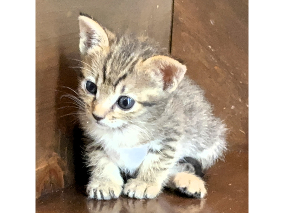 お姉ちゃんに比べて大人しい『かな』ちゃん