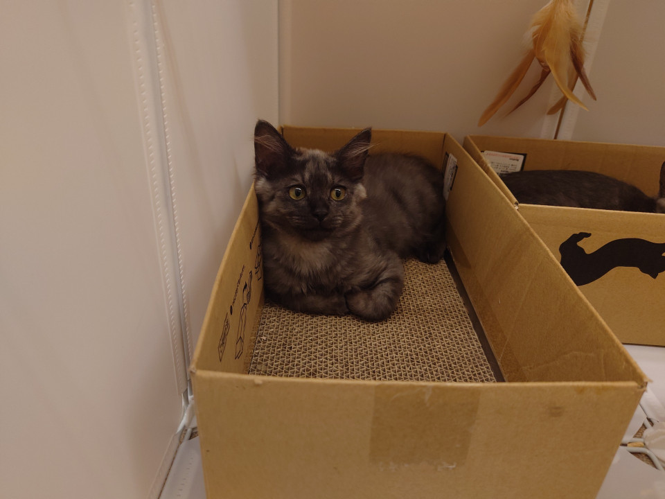 クロっぽいグレー猫のぽんた君です