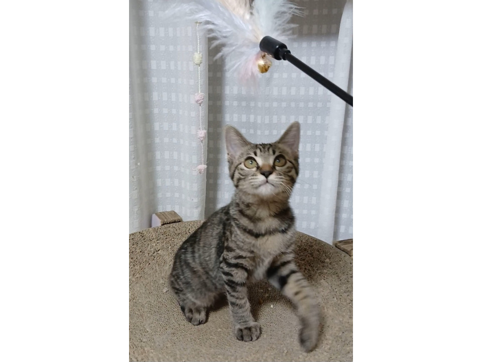 自由気ままなおてんばにゃんこ