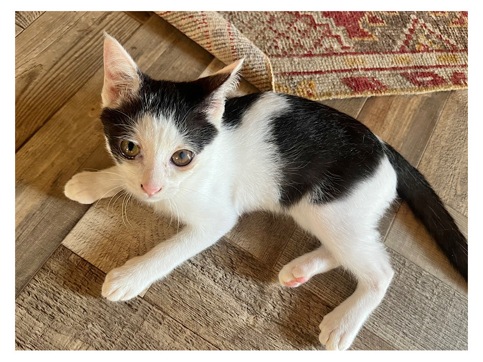 とっても甘えん坊な子猫