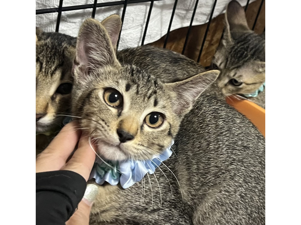 人慣れしたキジ猫兄弟