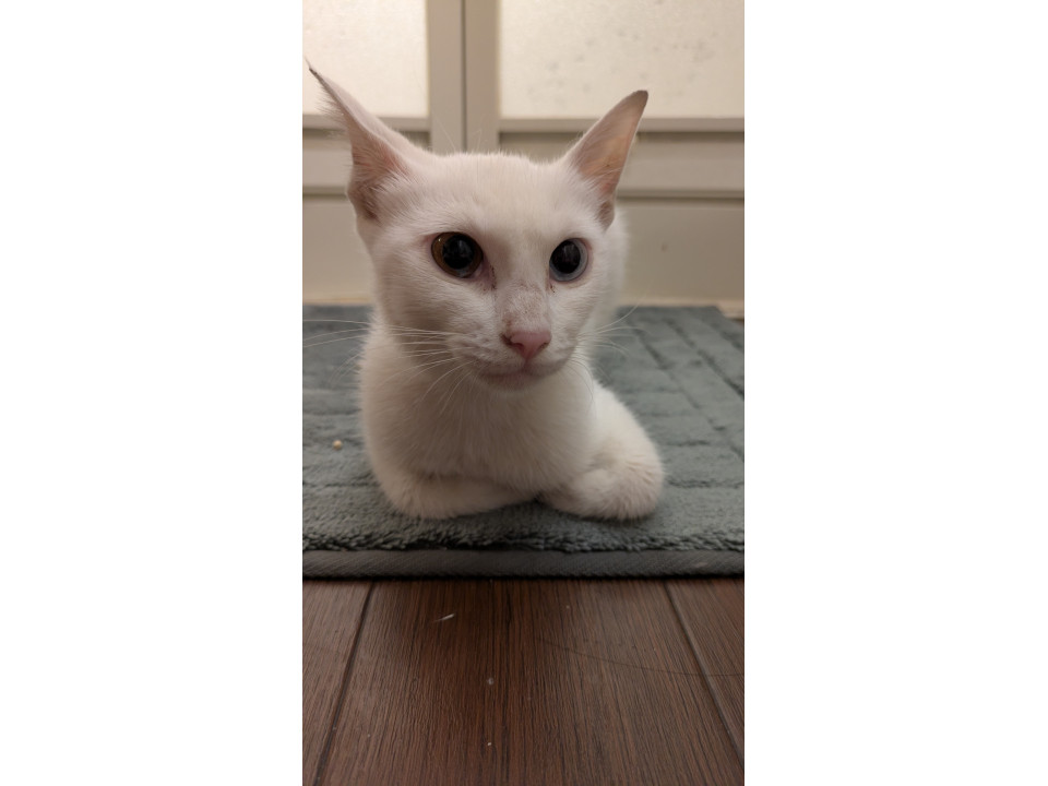 綺麗なオッドアイの白猫ちゃん