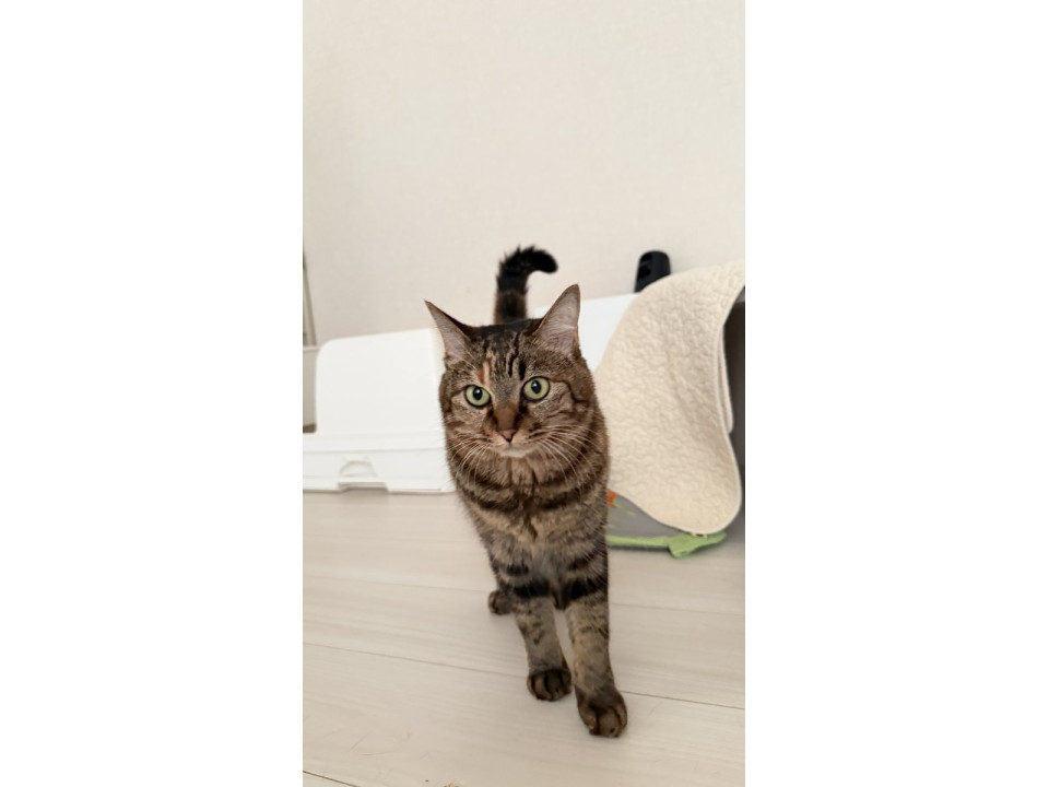 9/12譲渡会・7匹育てた母さん猫琥珀