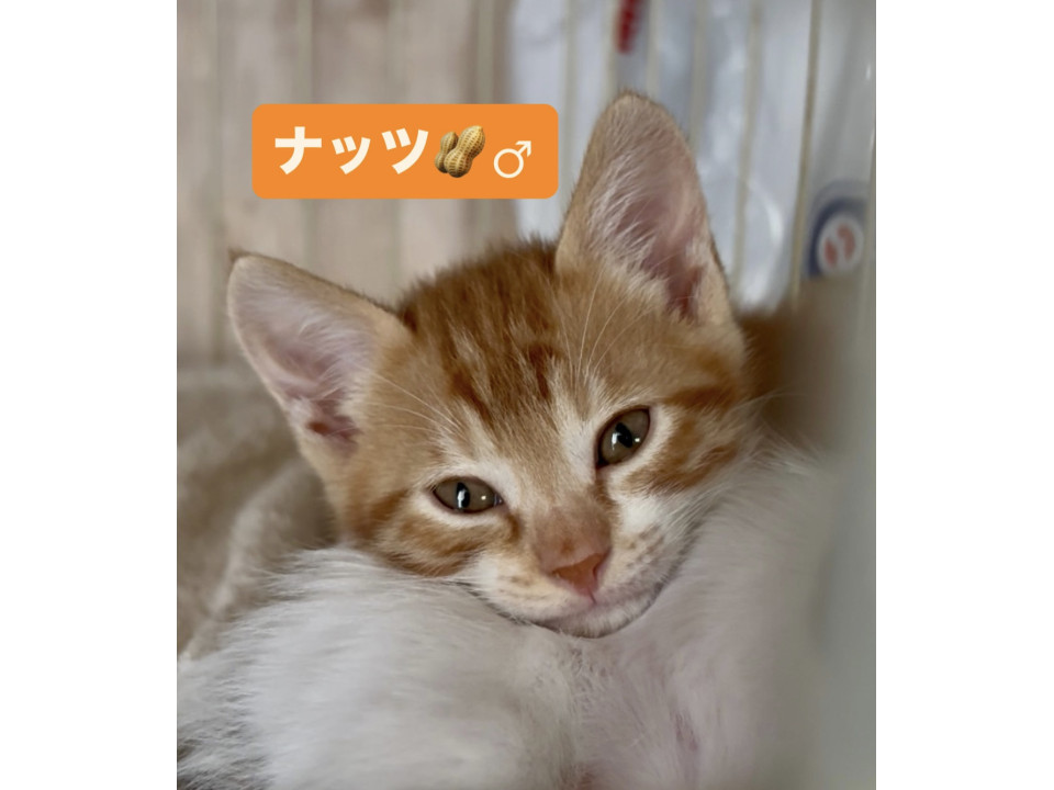 イケメンなチャトラ男子❤️ナッツ