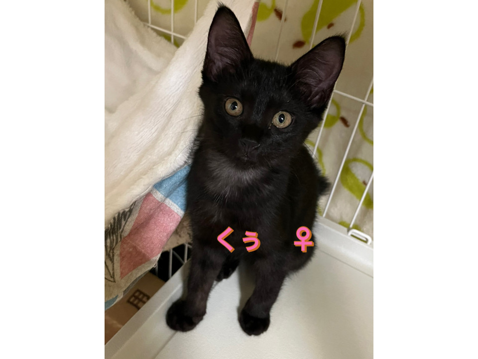 黒猫　くぅちゃん