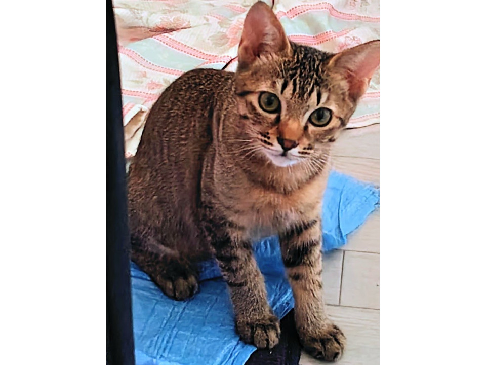 可愛い雉猫ちゃん