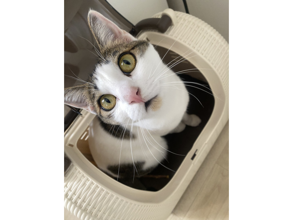 人大好きココちゃん