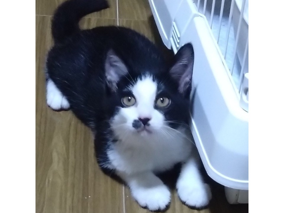 ビビリなハチワレ子猫さん