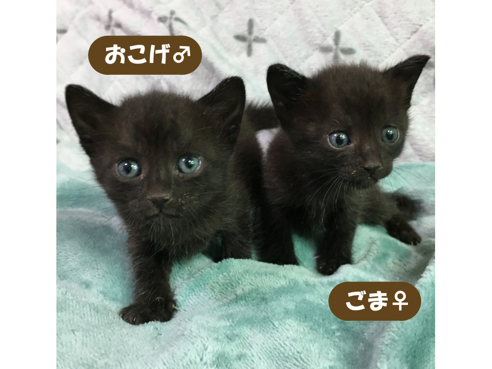 黒猫好き必見！黒猫ツインズ『ごま』