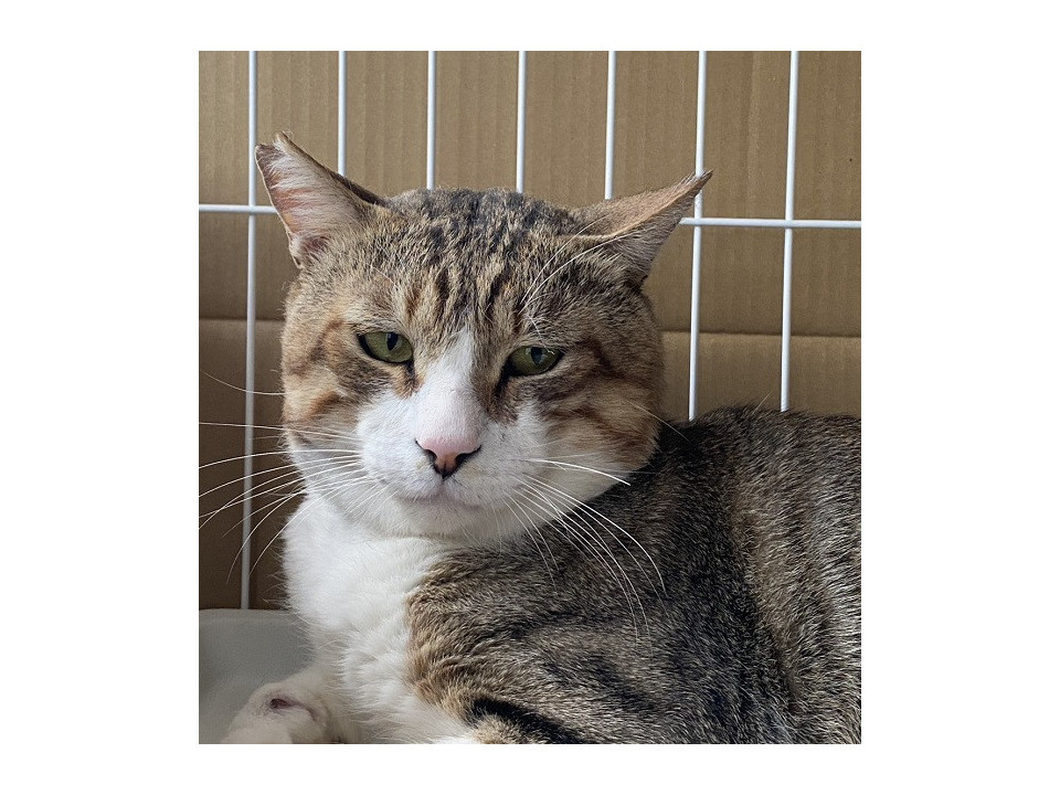 なさけないお顔のやさおくん