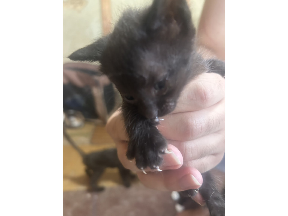 子猫6匹大募集★現在生後1ヶ月★