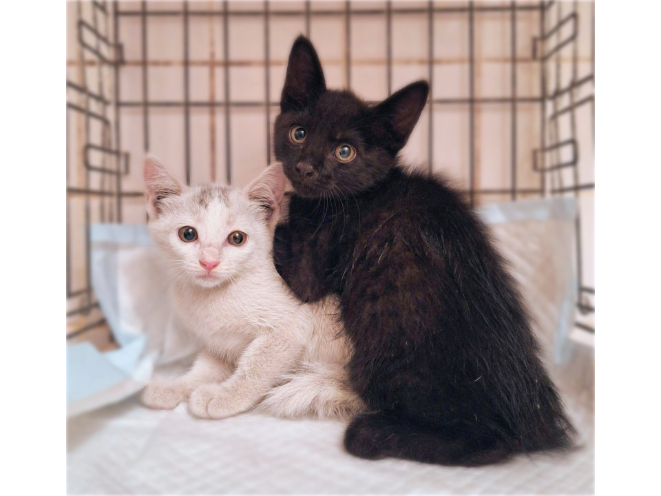 仲良しきょうだい❤️ういろう＆きんつば
