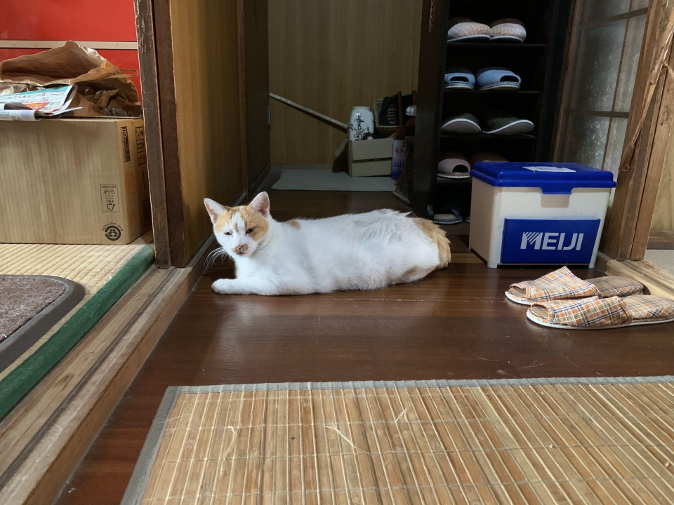 緊急募集