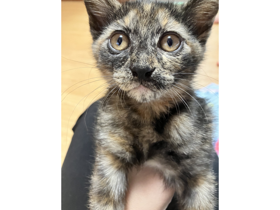 可愛い猫ちゃん