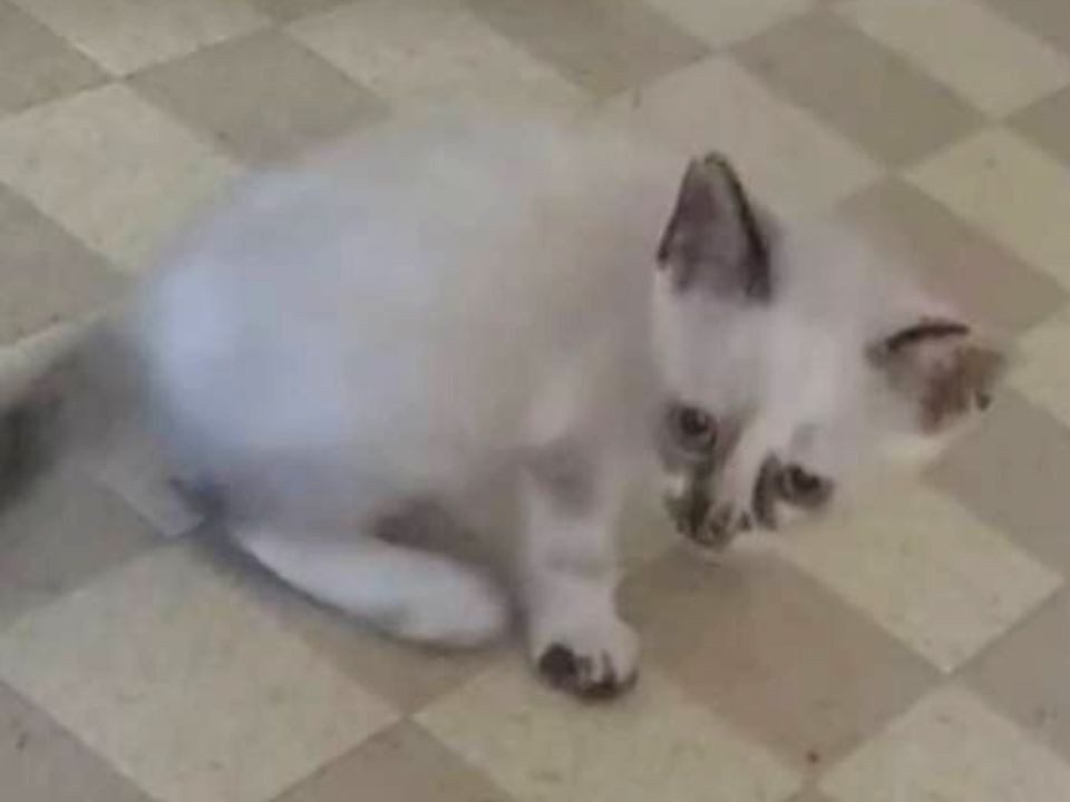 人馴れ◎シャムミックスのシエンちゃんです